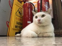 -新记餐厅(香槟大厦店)