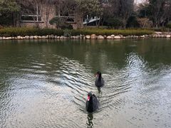 -芭东小镇温泉