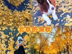 -三里屯东五街银杏大道