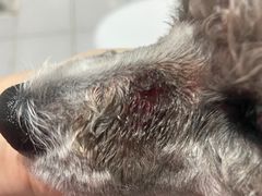 -宠福鑫康馨动物医院·骨科·眼科