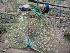 -藏龙百瀑风景区