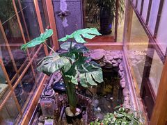 -樱之味精致料理融合餐厅