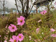 -康陵正德春饼宴26号