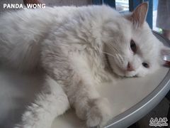 -Babycat私家御饼屋(龙头路一店)