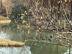 -青枫公园
