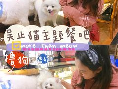 -more than meow吴止猫主题餐厅(承德 中船汇店)