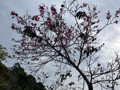 -东莞植物园
