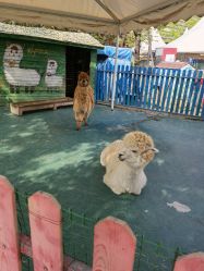 -萌宠亲子动物乐园(槐房万达店)