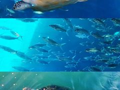 -广东惠东海龟国家级自然保护区