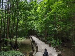 -桤木河湿地公园