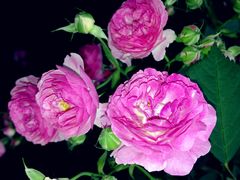 IMG_5677_副本-四季轩中餐厅(徐州开元名都大酒店)