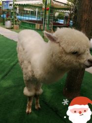 -萌宠亲子动物乐园(槐房万达店)