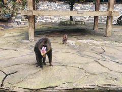-贵州森林野生动物园