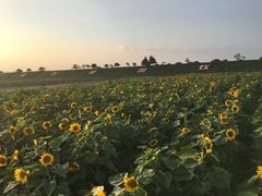 -上海都市菜园