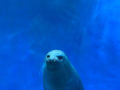 -海合安青岛极地海洋公园