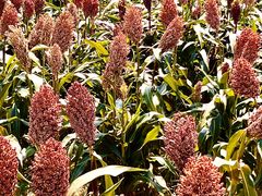 -三圣花乡旅游区