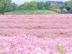 -花开海上生态园