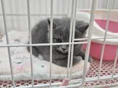 -哈尔滨道外花鸟鱼市场