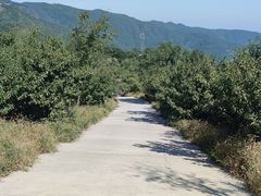 -北京西山国家森林公园