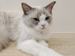 -有喵·猫咖·狗咖·30几只猫10只小狗(岗厦店)