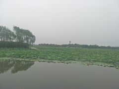 -白洋淀景区
