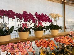 -三圣花乡旅游区