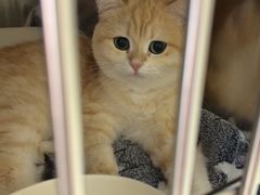 -宠福鑫康馨动物医院·骨科·眼科