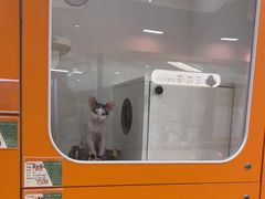 -三花喵·撸猫购宠·宠物生活馆(虹桥南丰城店)
