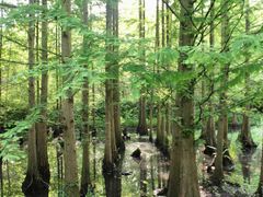 -桤木河湿地公园