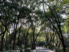 -东湖落雁景区