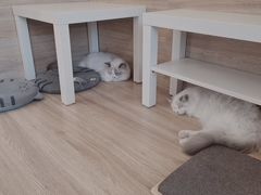 -滚猫咖啡·猫咖·猫友好撸猫(未来城店)
