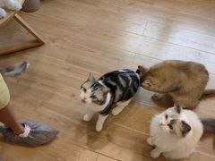 -有喵·猫咖·狗咖·30几只猫10只小狗(岗厦店)