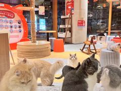 -米乐乖乖猫咪咖啡馆·猫咖(深圳湾后海汇店)