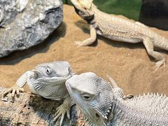 -FAIRYLAND龙族星球主题餐厅(凯丹广场店)