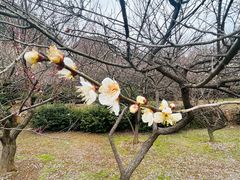 -香雪海