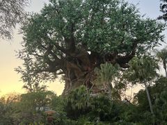 -奥兰多迪士尼动物王国乐园