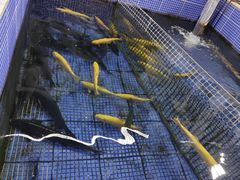 -北京龙庆四季香农家饭庄·灶台鱼·碳烤虹鳟鱼(龙庆峡店)