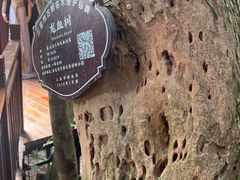 -亚龙湾热带天堂森林公园