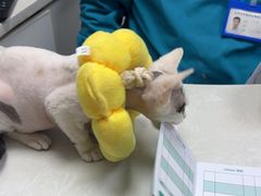 -中农国际动物医院24小时·猫科·骨科·急重症中心