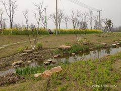 -上海长兴岛郊野公园