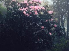 -梧桐山风景名胜区