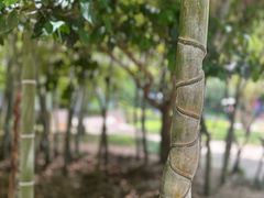 -兰亭风景区