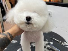 -小呆的宠物店·宠物售卖·宠物寄养(城西店)