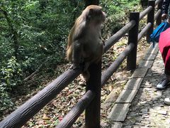 -苏州上方山国家森林公园
