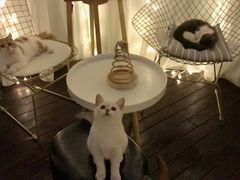 -喵zoo家庭繁育猫舍(尖东智能花园店)