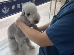 -申普宠物医院·眼科·心内科·影像科(普陀分院)