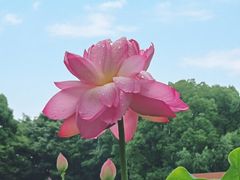-陈家山荷花公园
