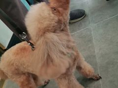 -宠爱国际动物医院(德胜门店)