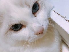 -喵的天空名猫咖啡馆·撸猫·猫舍·用品