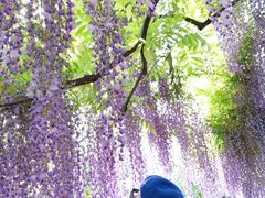 -嘉定紫藤园